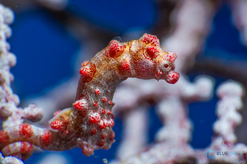 A pygmy seahorse at the Magic Oceans house reef - spotted only by Jay, our guide. A pygmy seahorse at the Magic Oceans house reef - spotted only by Jay, our guide.