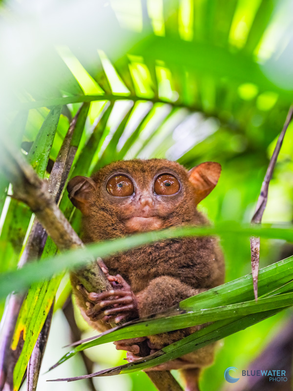 A tarsier I photographed in the jungles of Bohol A tarsier I photographed in the jungles of Bohol