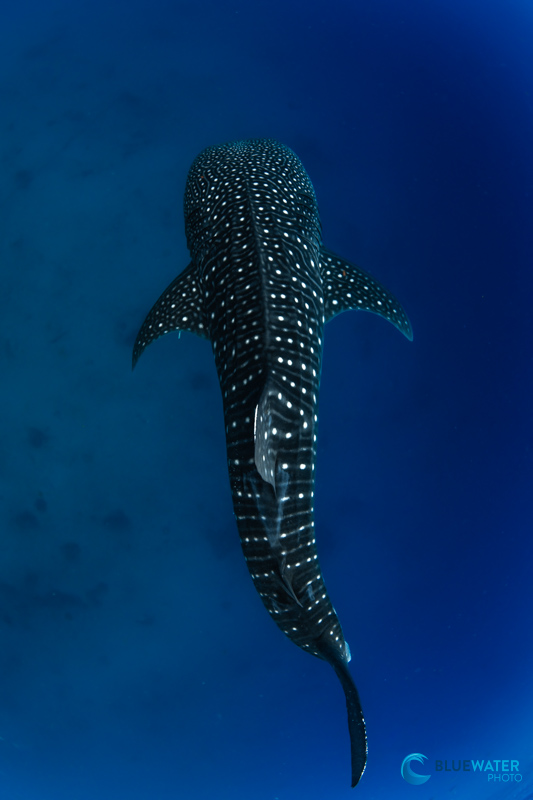 Beautiful patterns on the back of a whaleshark Beautiful patterns on the back of a whaleshark