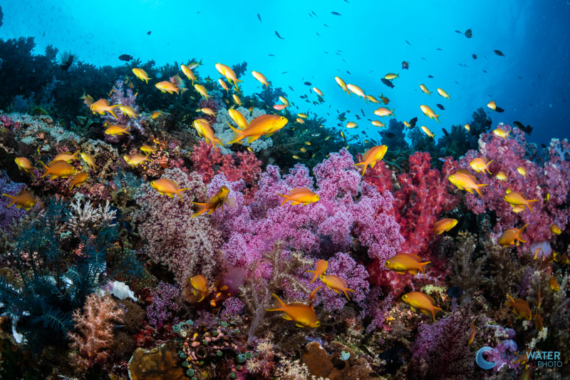 Colorful anthias swim out into the water column when the current picks up Colorful anthias swim out into the water column when the current picks up