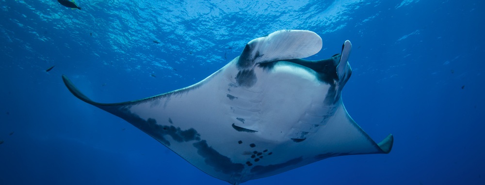komodo-bali-trip-2026-banner