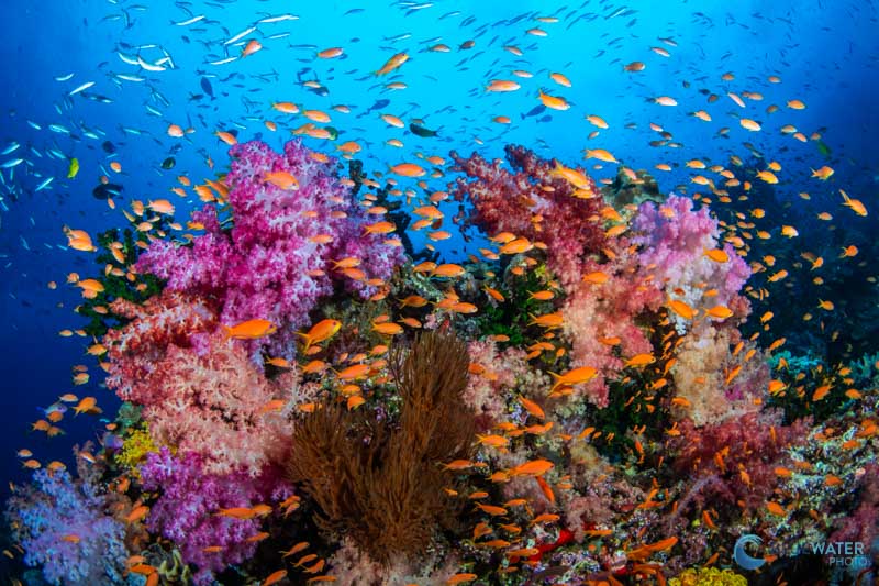 Fiji reef scene photographed with the Sony A7C II in an Ikelite housing with dual Ikelite DS230 strobes. f/14, 1/160, ISO 400 Sony A7C II Underwater Review