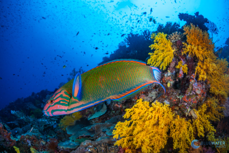 A wrasse photographed wit hthe Sony A7C II. 1/125, f/16, ISO 320 A wrasse photographed wit hthe Sony A7C II. 1/125, f/16, ISO 320