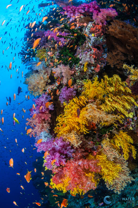 A colorful reefscene captured with the Sony A7C II. 1/160, f/14, ISO 400 A colorful reefscene captured with the Sony A7C II. 1/160, f/14, ISO 400
