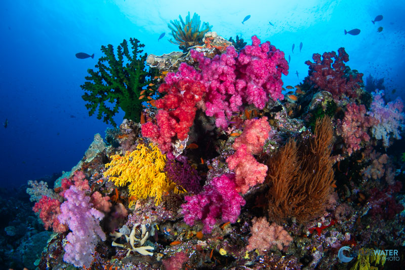 Photographed with the Canon 8-15mm fisheye lens and Sigma MC-!1 adapter with the Sony A7C II Photographed with the Canon 8-15mm fisheye lens and Sigma MC-!1 adapter with the Sony A7C II