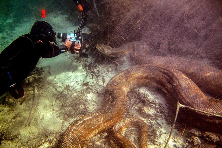 Diving with Anacondas in Bonito, Brazil Daniel_De_Granville_Anacondas1