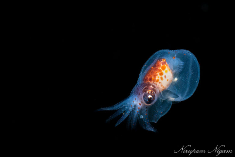 Capturing the Birth of the World's Largest Octopus DSC_0914-Edit