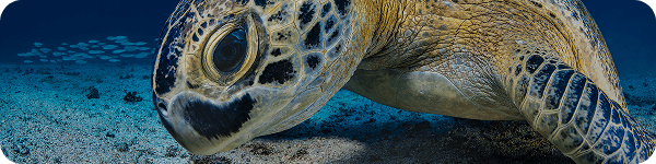 Enter Ocean Art Competition