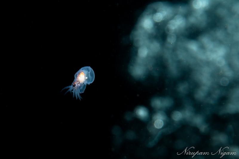 A giant pacific octopus hatchling swims out in front of a diver's bubbles A giant pacific octopus hatchling swims out in front of a diver's bubbles