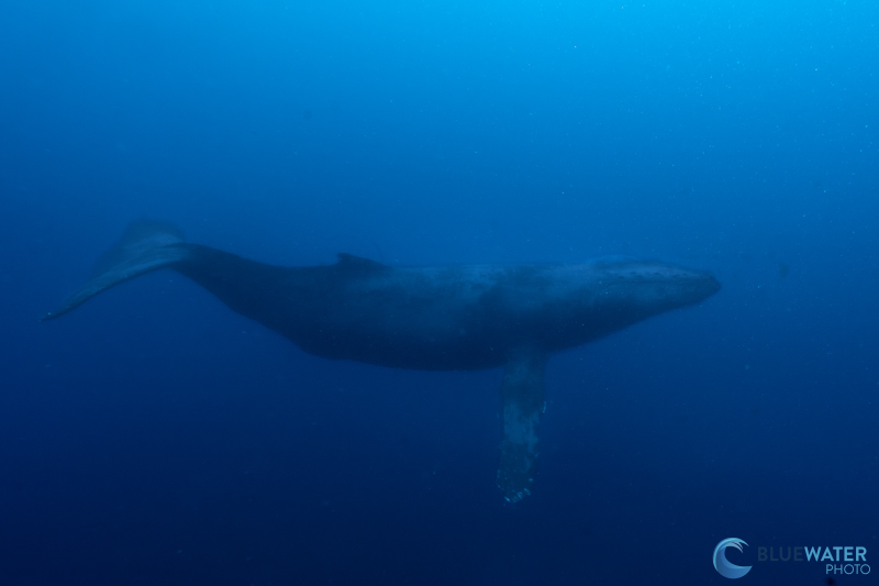 A curious whale passes close by our dive group after a morning spent with manta rays. Photographed with the Sony A1 II, Sony 16-35mm f/4 PZ in an Ikelite housing A curious whale passes close by our dive group after a morning spent with manta rays. Photographed with the Sony A1 II, Sony 16-35mm f/4 PZ in an Ikelite housing