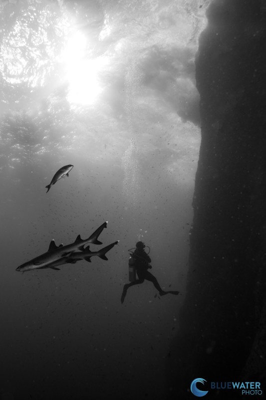 If you want to capture ambient light photos like this, the Sony A1 II's precapture mode allows you to capture a moment about one second BEFORE hitting the shutter! f/13, 1/125, ISO 320 If you want to capture ambient light photos like this, the Sony A1 II's precapture mode allows you to capture a moment about one second BEFORE hitting the shutter! f/13, 1/125, ISO 320