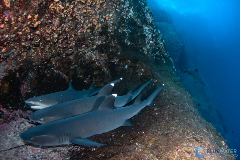 We needed to use a relatively slow shutter speed to bring out the blues in this photo of resting white tip reef sharks captured with the Sony A1 II in an Ikelite housing. 1/80, f/13, ISO 320 We needed to use a relatively slow shutter speed to bring out the blues in this photo of resting white tip reef sharks captured with the Sony A1 II in an Ikelite housing. 1/80, f/13, ISO 320