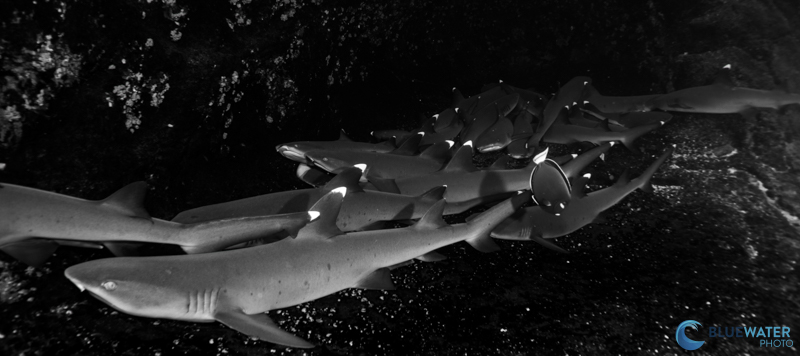 White Tip Reefsharks Photographed iwth the Sony A1 II and a Canon 8-15mm fisheye lens White Tip Reefsharks Photographed iwth the Sony A1 II and a Canon 8-15mm fisheye lens