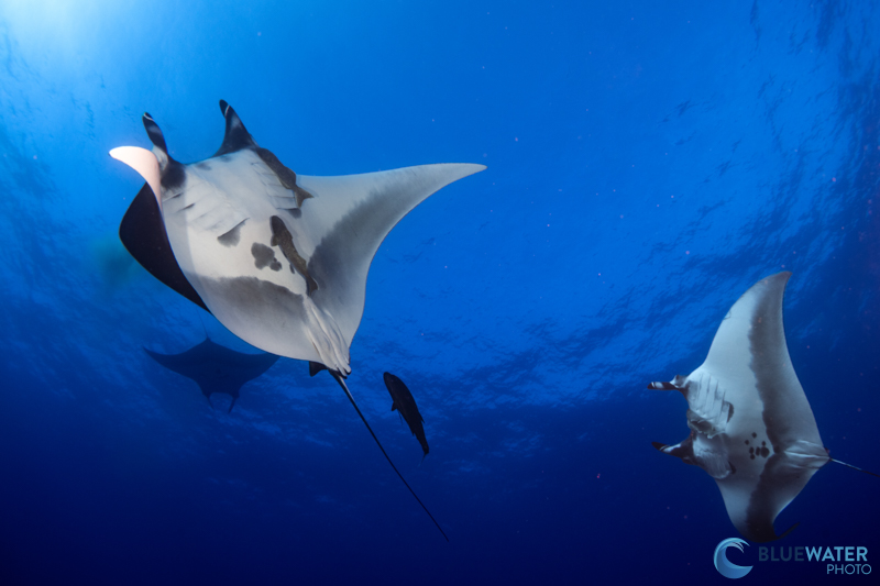 Giant oceanic manta rays captured with the Sony A1 and the Canon 8-15mm fisheye lens. f/11, 1/125, ISO 250 Giant oceanic manta rays captured with the Sony A1 and the Canon 8-15mm fisheye lens. f/11, 1/125, ISO 250