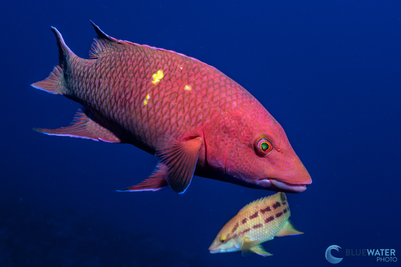 A mexican hogfish captured with the Sony 16-35mm f/4 PZ lens and the Sony A1 II. f/14, 1/100, ISO 640, 35mm A mexican hogfish captured with the Sony 16-35mm f/4 PZ lens and the Sony A1 II. f/14, 1/100, ISO 640, 35mm