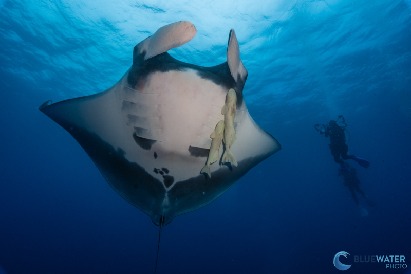 A giant oceanic manta ray interacts with our dive group before a curious humpback passes by. Socorro at its best! f/18, 1/160, ISO 640 A giant oceanic manta ray interacts with our dive group before a curious humpback passes by. Socorro at its best! f/18, 1/160, ISO 640