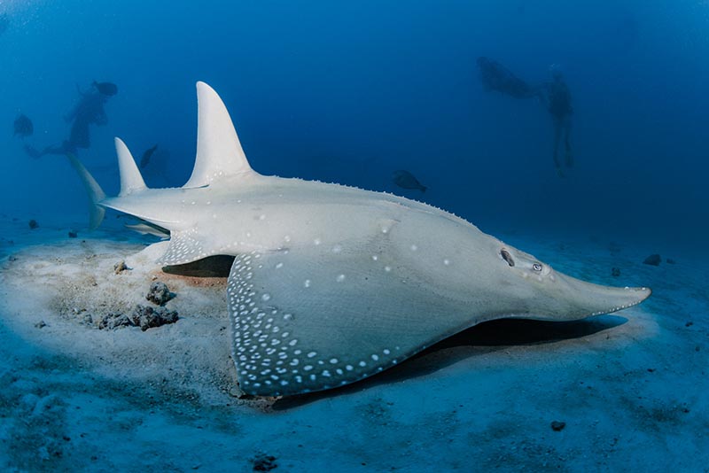 marelux apollo s strobe