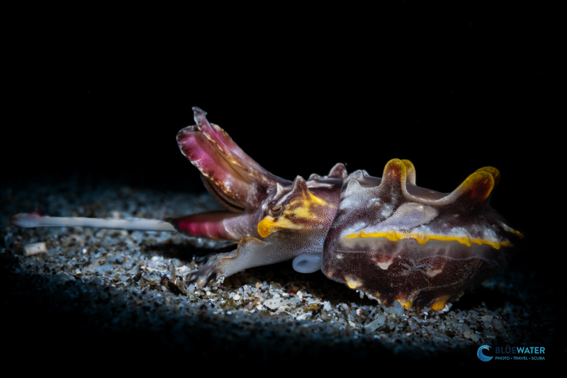 A flamboyant cuttlefish photographed by the Nikon Z50 II using it's lighting fast autofocus. I was able to capture this cuttlefish right at the moment it caught its prey! A flamboyant cuttlefish photographed by the Nikon Z50 II using it's lighting fast autofocus. I was able to capture this cuttlefish right at the moment it caught its prey!