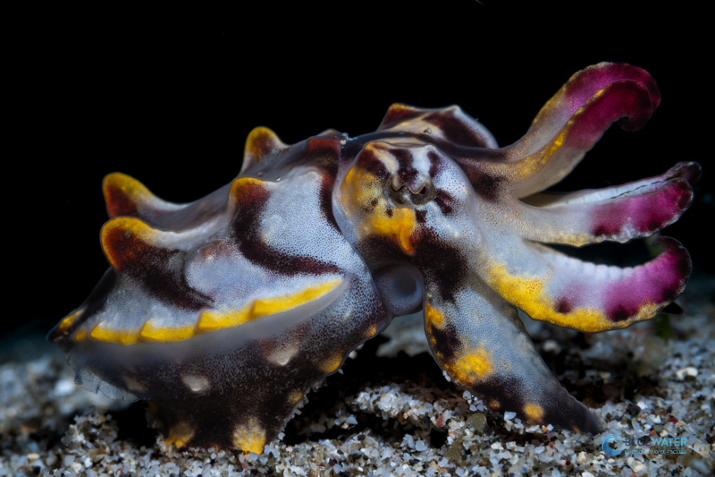 As long as you replace your battery every two dives, you won't miss a shot! As long as you charge every two dives, you won't miss a shot!