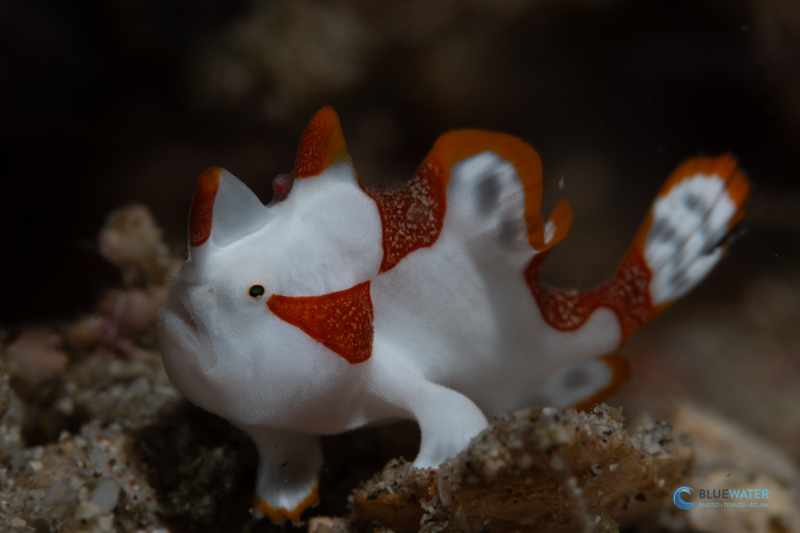 A clown frogfish photographed by the Nikon Z50II. 1/200, ISO 250, f/29 A clown frogfish photographed by the Nikon Z50II. 1/200, ISO 250, f/29
