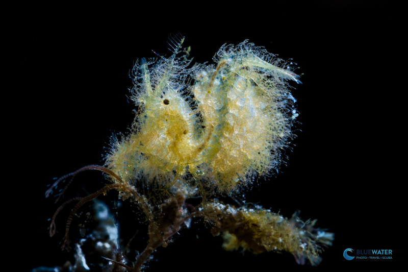 Hairy Shirmp photographed with the Nikon Z105mm macro lens and Kraken +13 macro wet lens. 1/200, ISO 250, f/32 Hairy Shirmp photographed with the Nikon Z105mm macro lens and Kraken +13 macro wet lens. 1/200, ISO 250, f/32