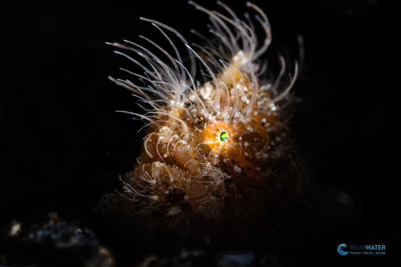 A hairy frogfish - easy to photograph...it doesn't move! 1/200, f/20, ISO 250 A hairy frogfish - easy to photograph...it doesn't move! 1/200, f/20, ISO 250
