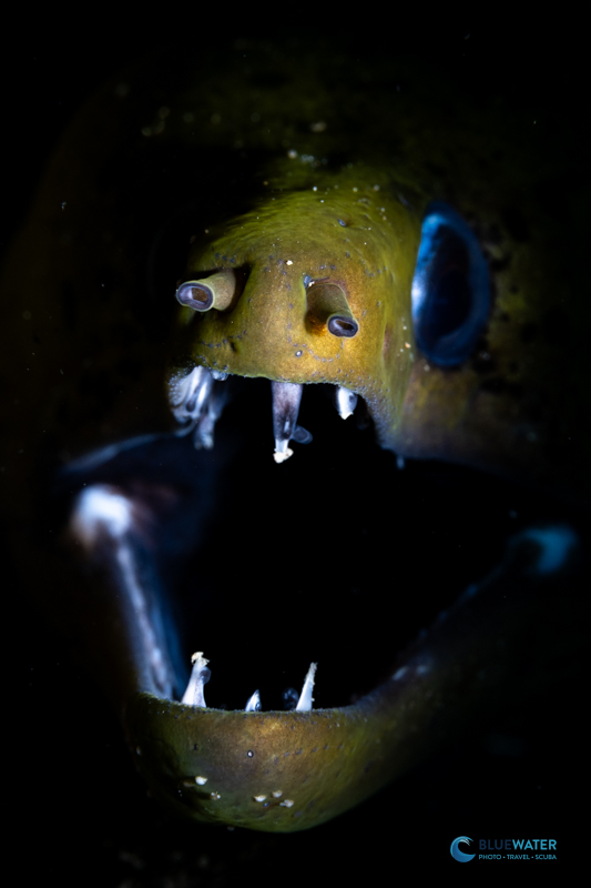 An interesting take on a common subject with the Nikon Z50 II An interesting take on a common subject with the Nikon Z50 II