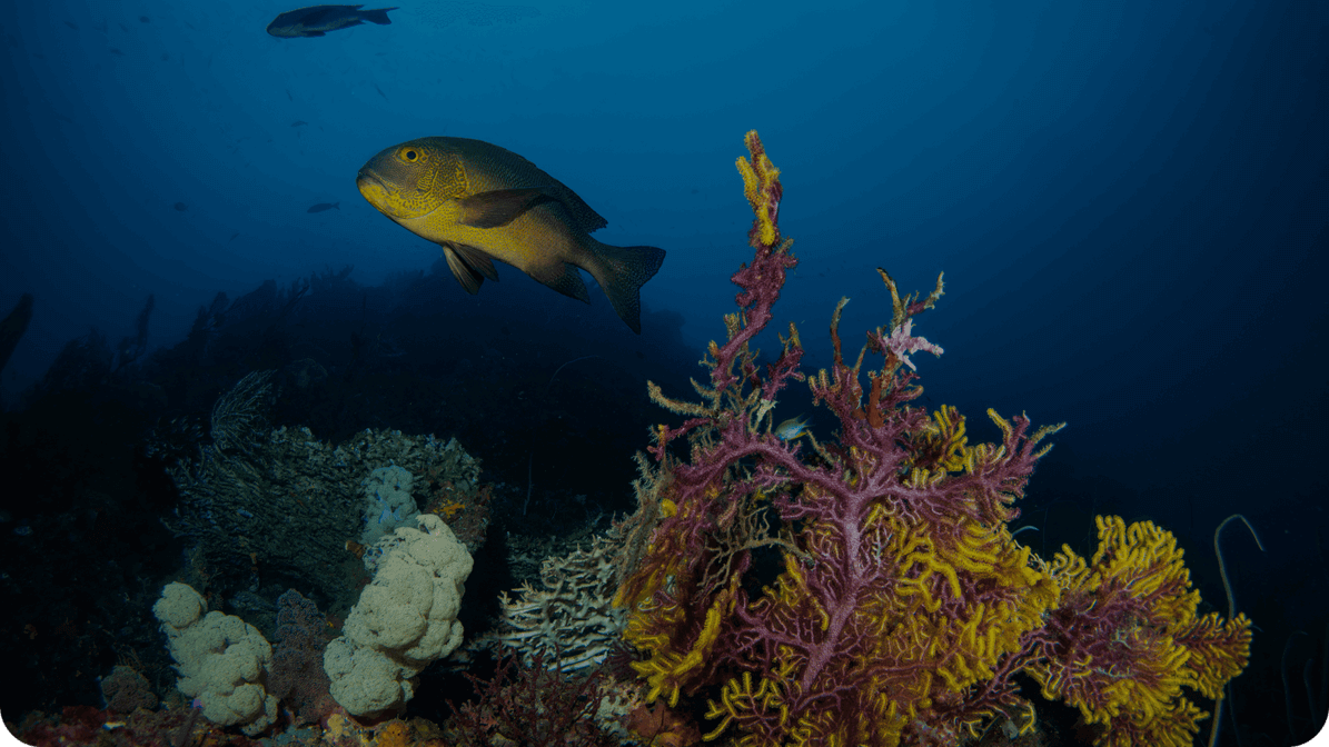 Erik Lukas Archives - Underwater Photography Guide