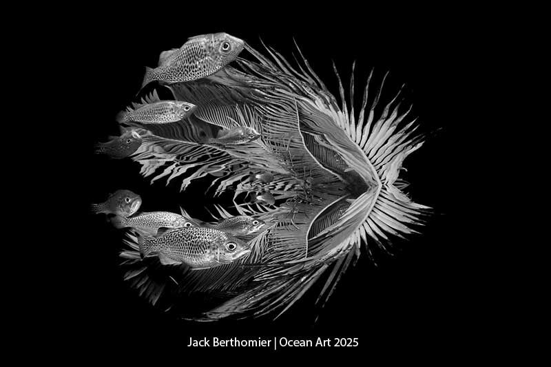 Ocean Art 2025