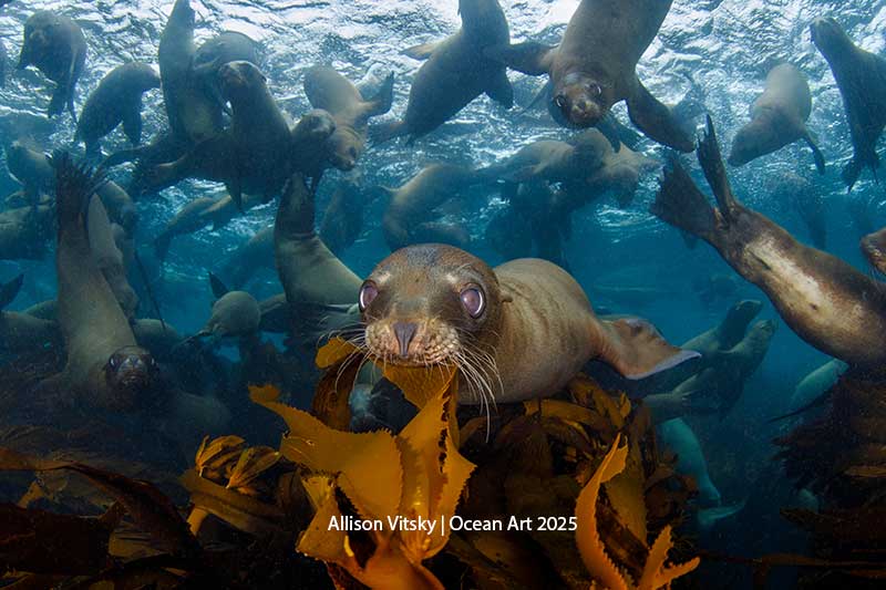Ocean Art 2025