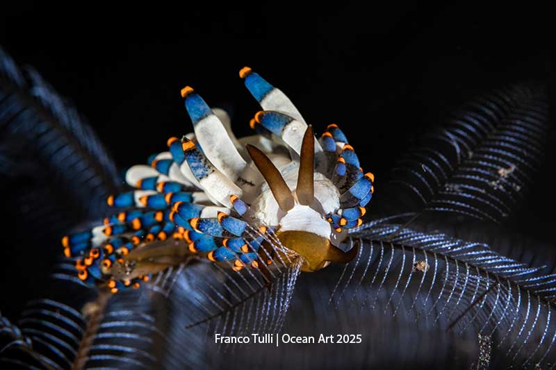 Ocean Art 2025