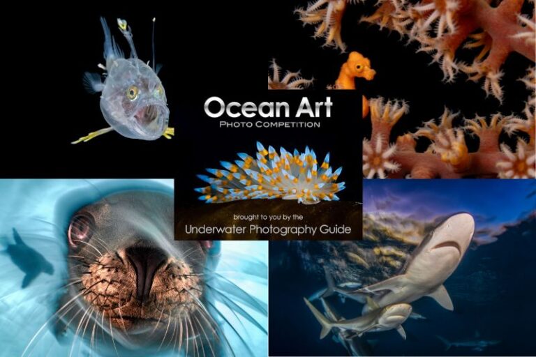 2025 Ocean Art Contest Winners ocean art 2025 winners