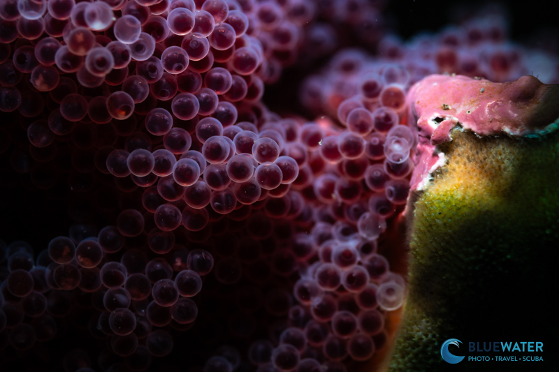 Cabezon eggs photographed with the Nikon ZR - creative lighting provided by the Marelux SOFT Lite V2. Cabezon eggs photographed with the Nikon ZR - creative lighting provided by the Marelux SOFT Lite V2.