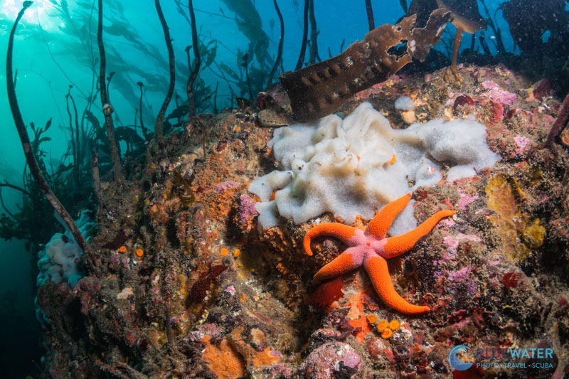 A blood star in the kelp forest photographed with the Nikon ZR and Ikelite DS232 strobe. A blood star in the kelp forest photographed with the Nikon ZR and Ikelite DS232 strobe.