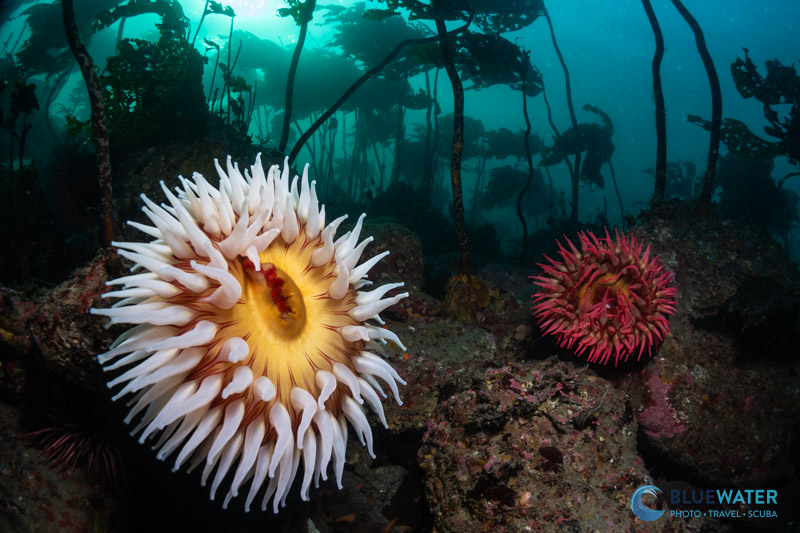 Dual gain ISO is a great feature for filming in locations without much light like this kelp forest. Dual gain ISO is a great feature for filming in locations without much light like this kelp forest.