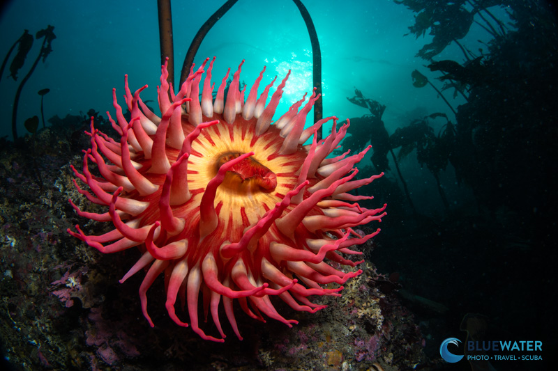 An underwater photo captured with the Nikon ZR at 1/60th of a second