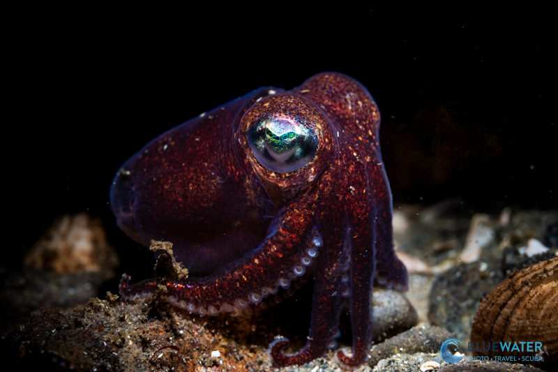 A stubby squid photographed with the Nikon ZR and Marelux SOFT Lite V2 Snoot in an Ikelite housing A stubby squid photographed with the Nikon ZR and Marelux SOFT Lite V2 Snoot in an Ikelite housing
