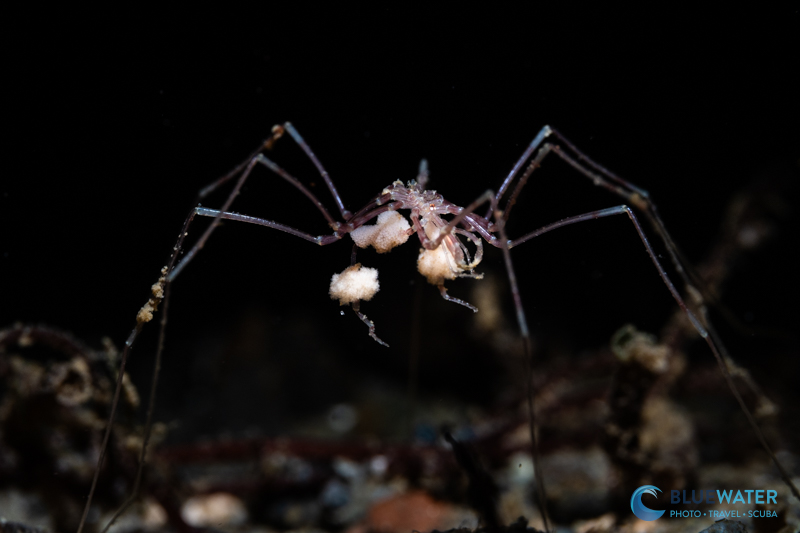 Creepy Sea Spider Photographed with the Nikon ZR Creepy Sea Spider Photographed with the Nikon ZR