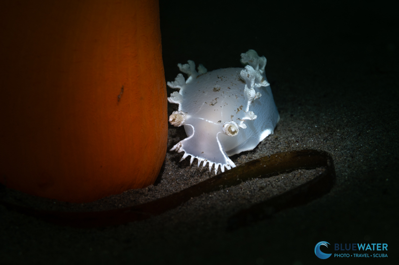 A festive tritonia photographed with the Nikon ZR A festive tritonia photographed with the Nikon ZR