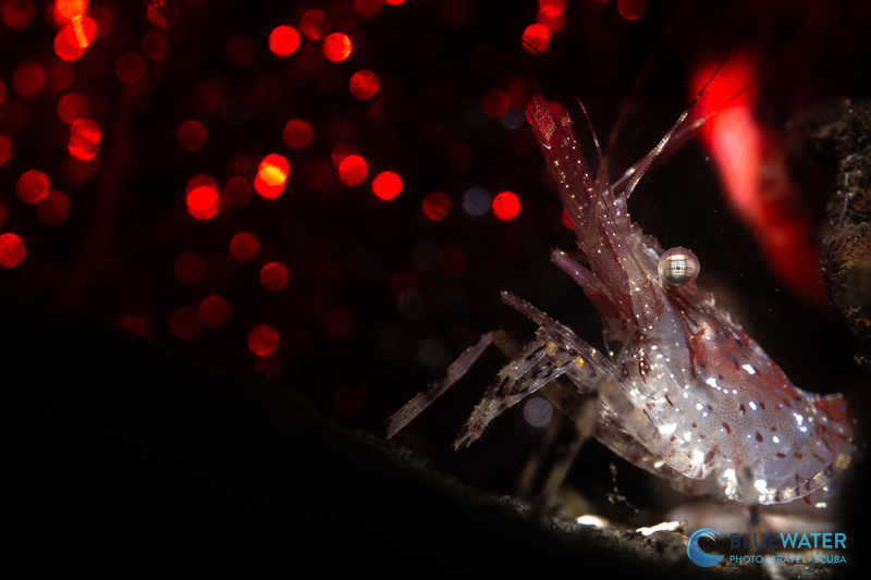 Shrimp photographed with the Nikon ZR and Nikon Z 105mm macro lens, Bluewater 3000 video light, and Marelux SOFT Lite V2 Snoot Shrimp photographed with the Nikon ZR and Nikon Z 105mm macro lens, Bluewater 3000 video light, and Marelux SOFT Lite V2 Snoot