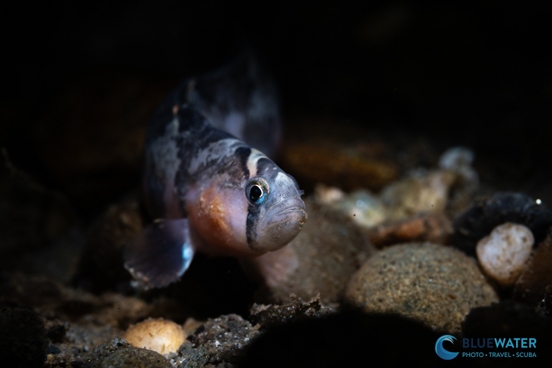 Gunnel photographed with the Nikon Z 105mm macro lens and the Nikon ZR Gunnel photographed with the Nikon Z 105mm macro lens and the Nikon ZR