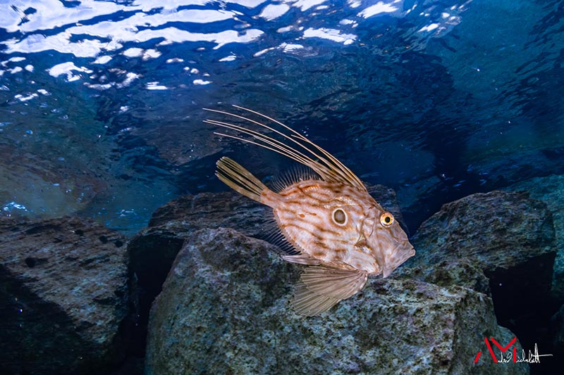 apollo s underwater strobe