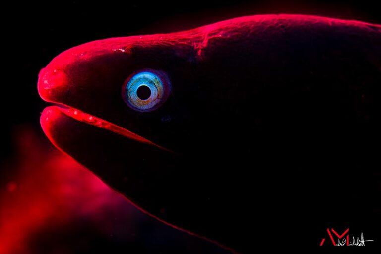 Marelux Apollo S and Apollo Y Underwater Strobe Review apollo s