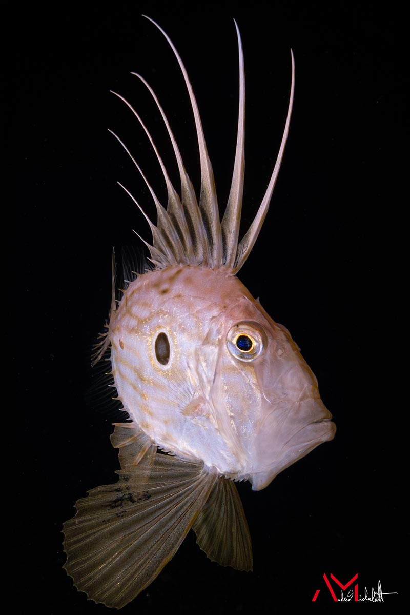 apollo s underwater strobe