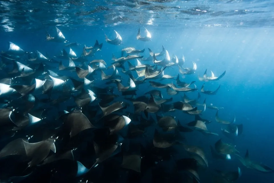 Mobula, Orca & Megafauna Adventure May 2027