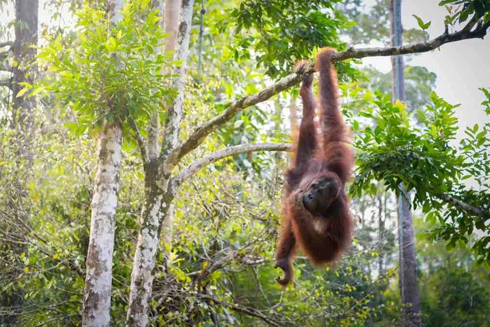 Borneo Safari 2027 – Orangutans, Pygmy Elephants & More