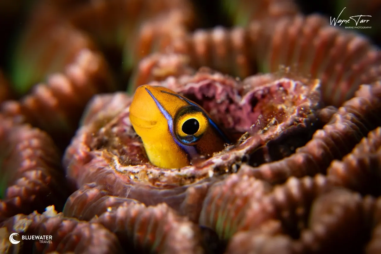 Anilao Philippines Ultimate Photo Workshop May 2027
