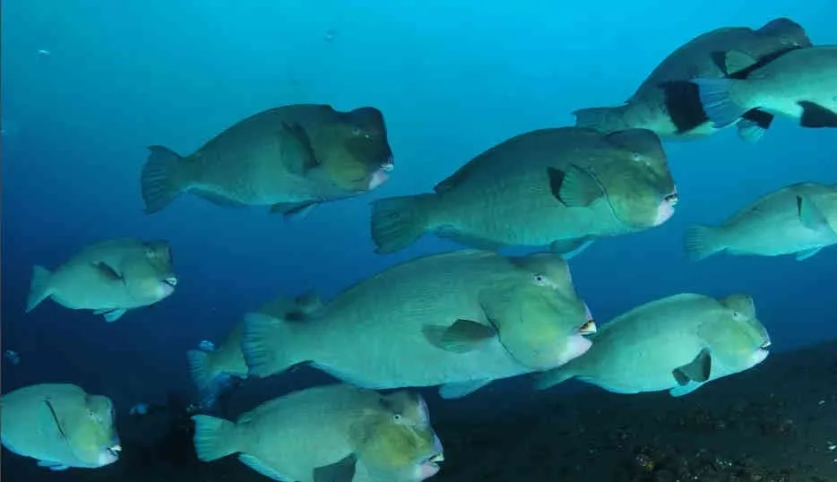 Sipadan Dive Adventure 2027