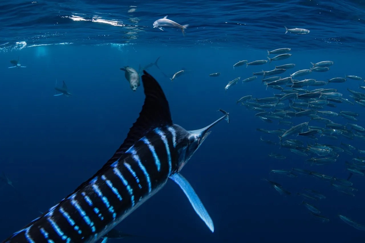 Magdalena Bay Striped Marlin Sardine Run 2026