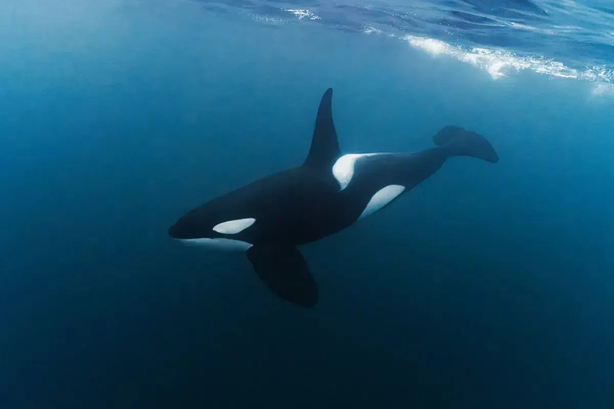 Mobula, Orca & Megafauna Adventure June 2027